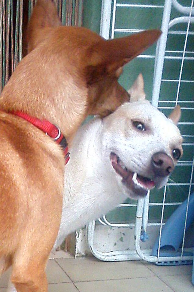 Cosa gli sta dicendo nell'orecchio?