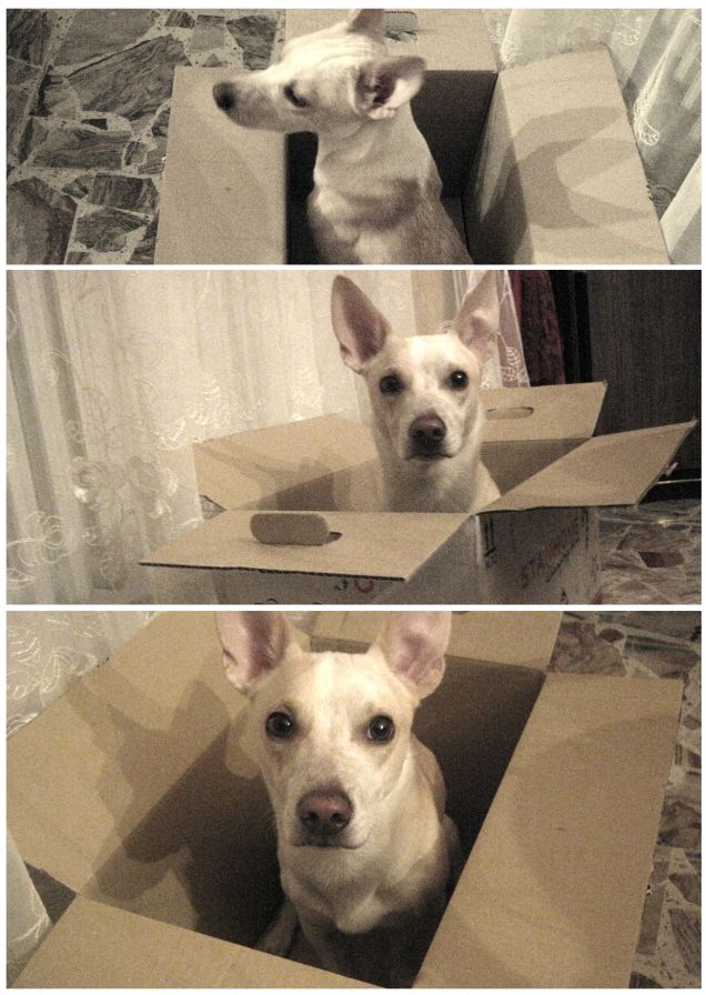 Ma non erano i gatti ad amare le scatole?