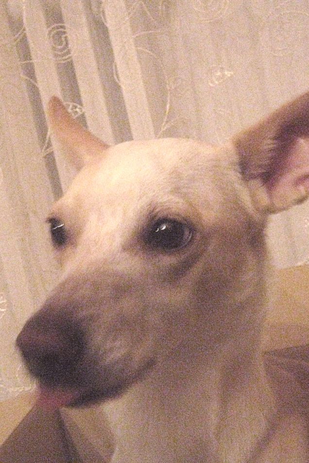 Io entro nella scatola e tu no pappappero!