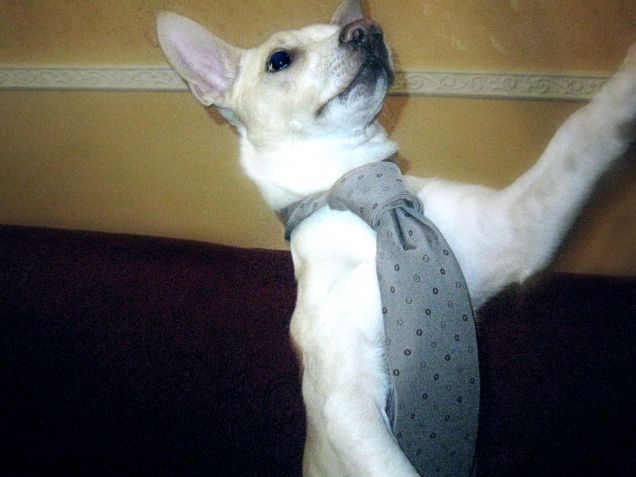 Chi è il più elegante del reame? Io io io io :P