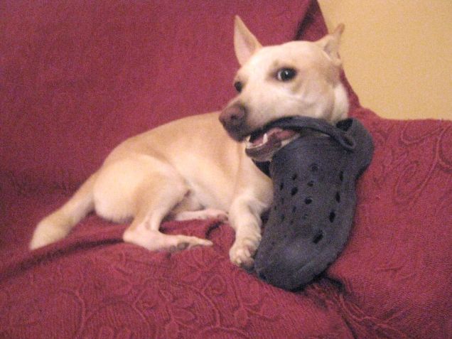 Ho rubato la ciabatta di Carmela shhhh