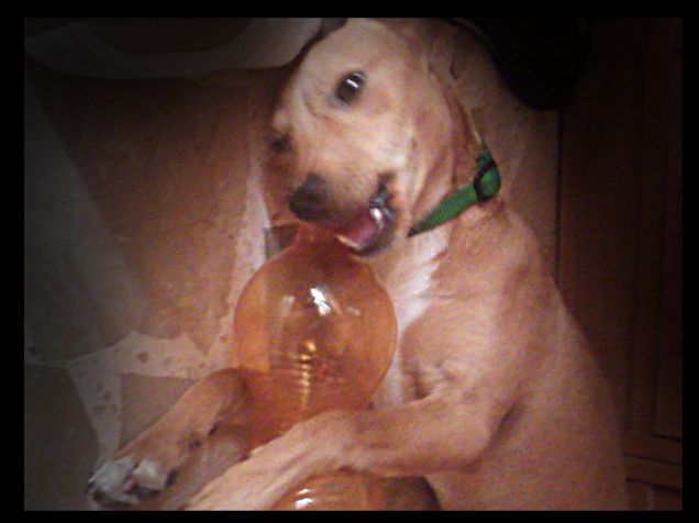 Anche lei adora le bottiglie