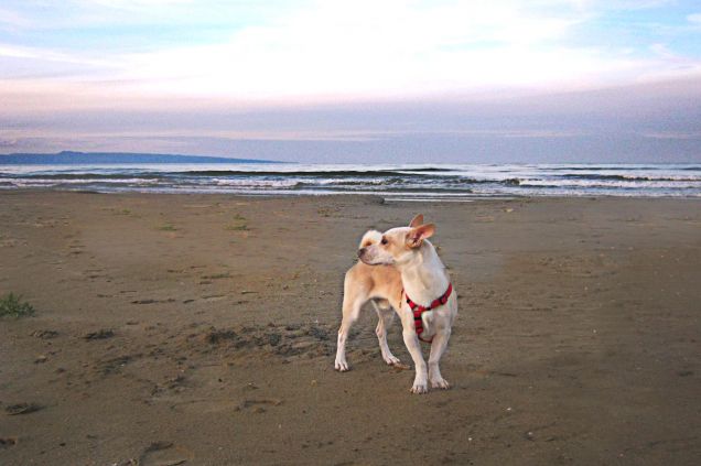 Da qui si vede il gargano