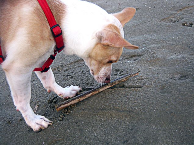 Mamy ho trovato un legnetto :)