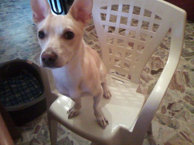 Che c'è? tu puoi sederti nella cuccia no?