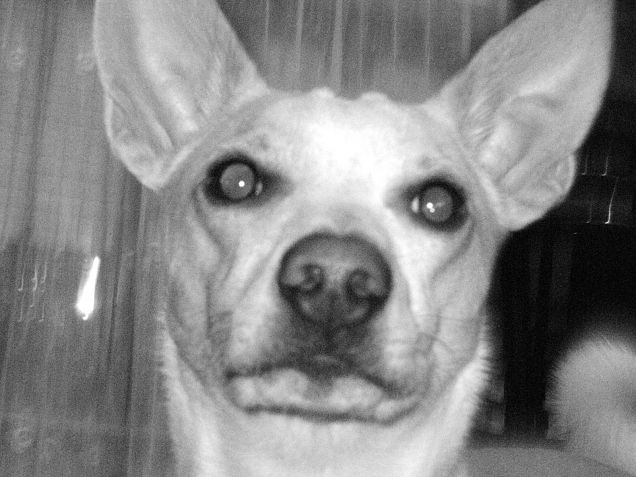 Avrà visto un fantasma :D