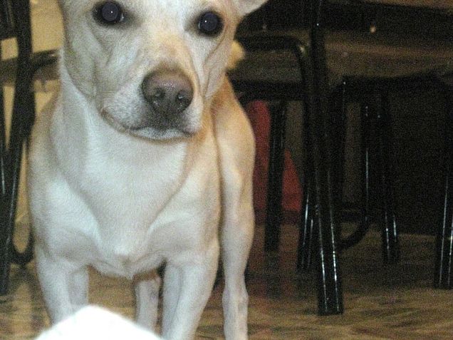 Quando vuole qualcosa ti fissa