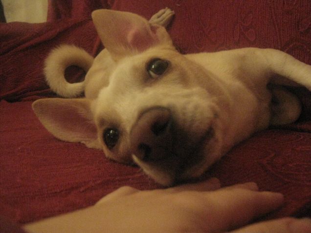 Il mio birichino < 3