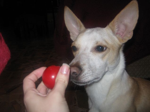 Cosa è questo?  Un olmo! (cit)