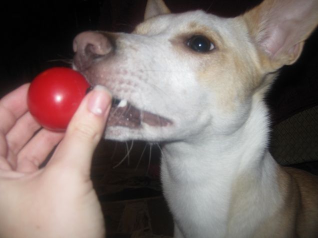 Forse è un pomodoro? ehmmm no!