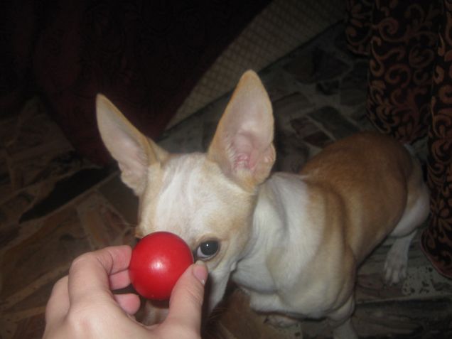 Serve per nascondermi? ehmm no!