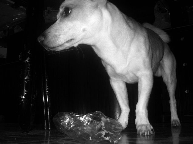 Uffa mamy non capisci, io ti aiuto a smaltire la plastica nella raccolta differenziata!