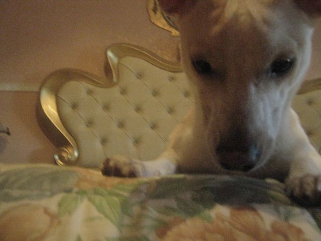 Dove sarà finita la pallina?