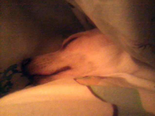 Dorme come un angioletto