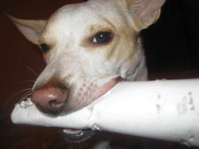 the winner is Rocco xD