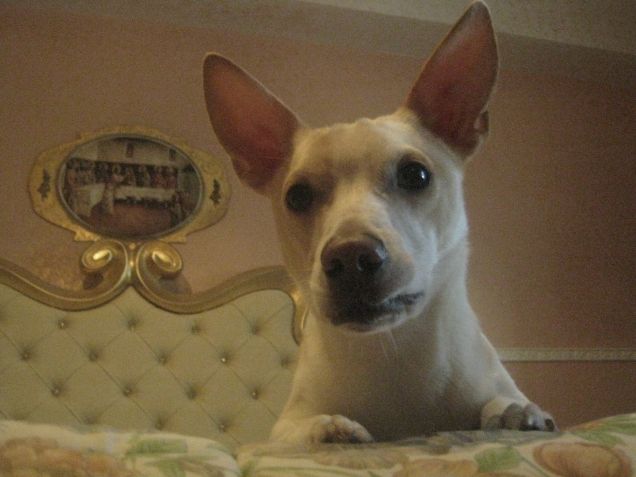 mordendosi le labbra con il dentino