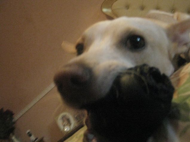 A volte le orecchie spariscono :)