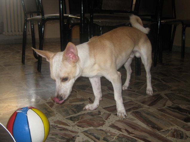 A breve la palla sarà distrutta