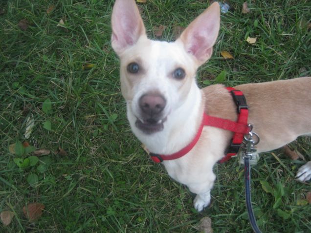 Il conte Dracula *W*