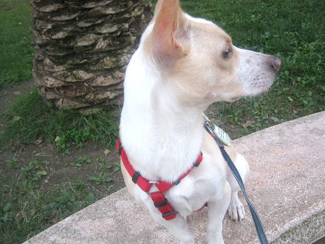 Due bassotti in arrivo