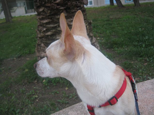 Ma da quella parte c'è un gattino