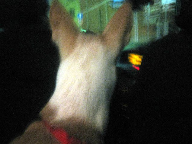 Guardo attentamente la strada. Dove mi porteranno?