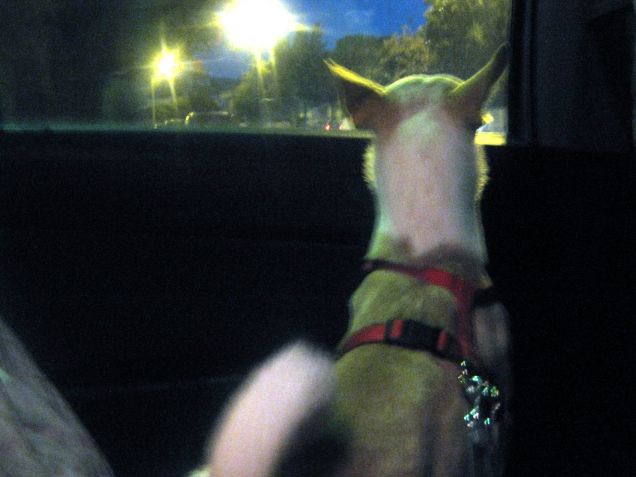 E' il giorno del vaccino...