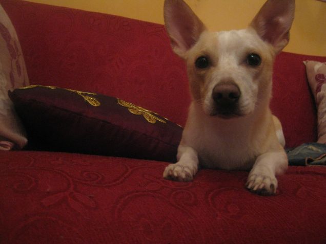 mamy ha detto che sono stato bravissimo