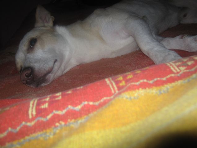 Ora sono leggermente stanco