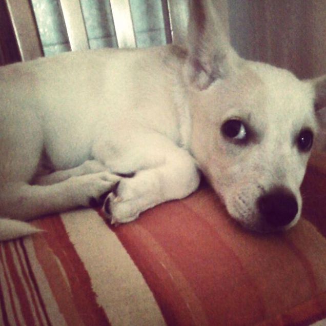 Vecchie foto sul cell