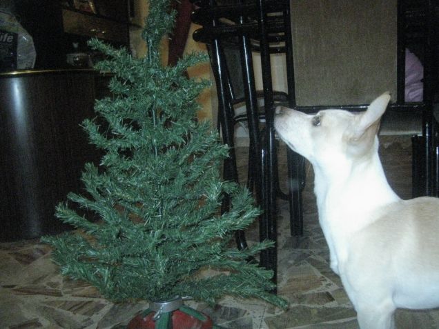 Mamy e questo albero quando l'hai piantato?