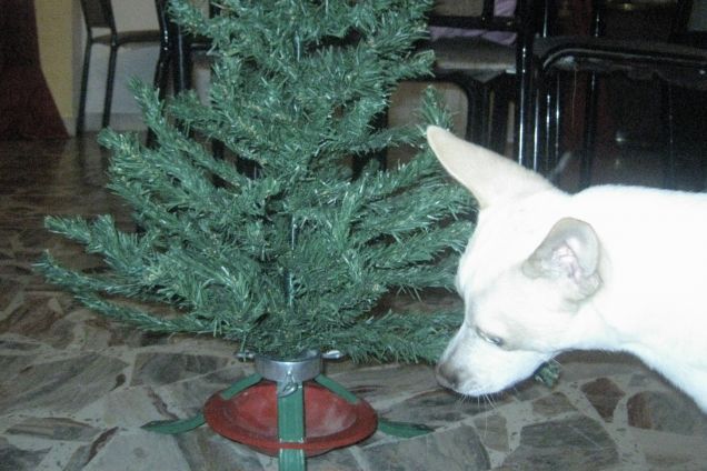 MA che strano albero, non profuma di albero!