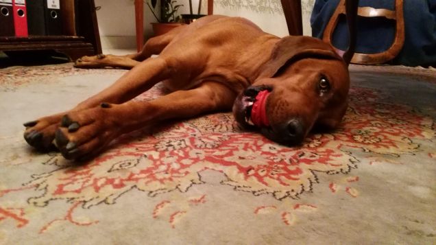 Bruno dopo l'avventura :-)