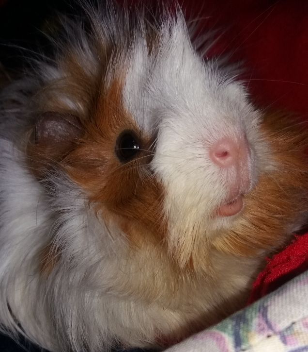 Kaory