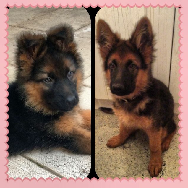 Ziggy cresce!