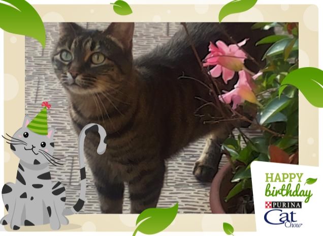 Sissy dice al mondo... #HappyBirthdayCatChow