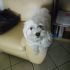Maltese maschio doc disponibile per accoppiamento a Napoli.