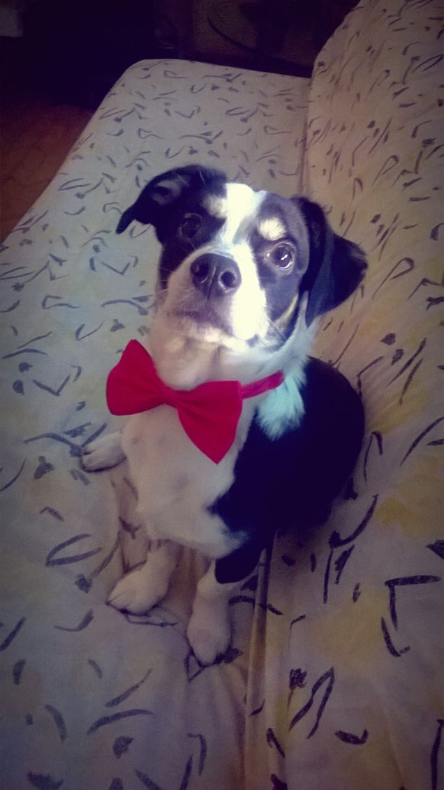 Sir Jimmy