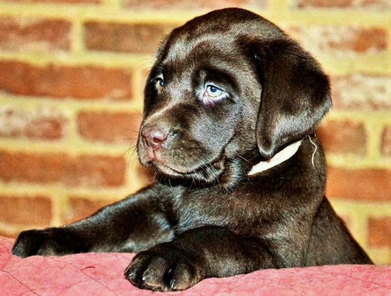 Cuccioli Labrador Chocolate con pedigree selezionato