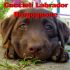 Cuccioli di Labrador Chocolate, pedigree con pluricampioni