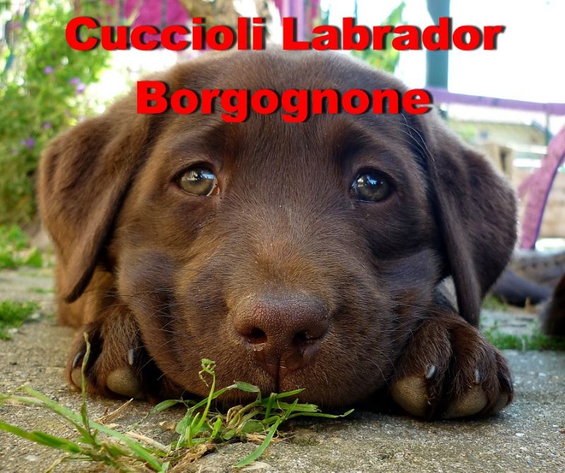 Cuccioli di Labrador Chocolate, pedigree con pluricampioni