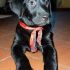 Cuccioli Labrador neri, pedigree con certificazioni