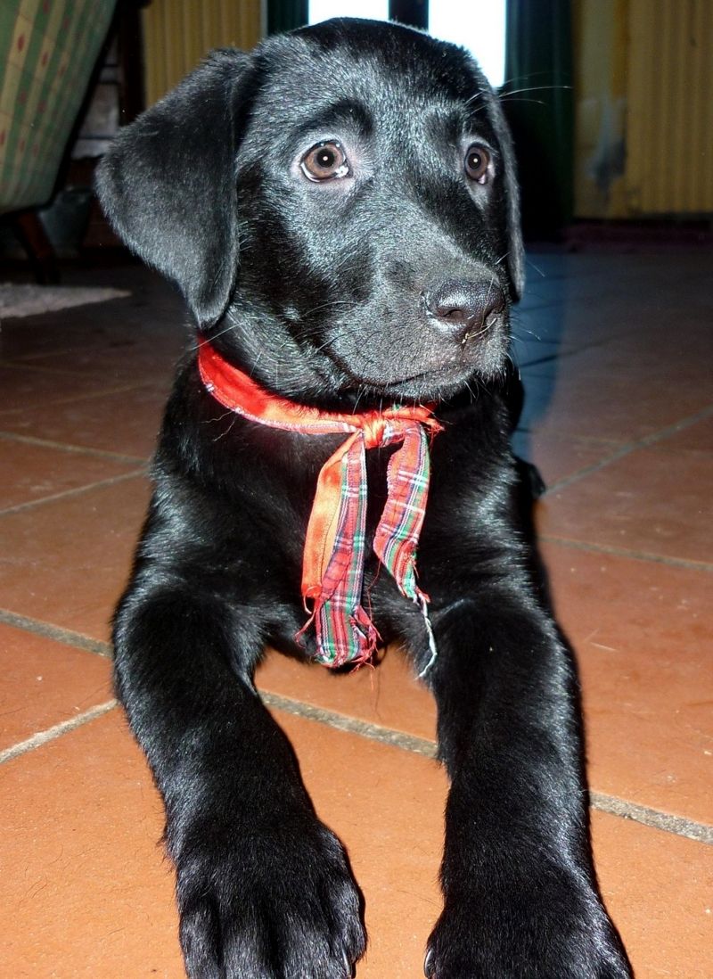 Cuccioli Labrador neri, pedigree con certificazioni