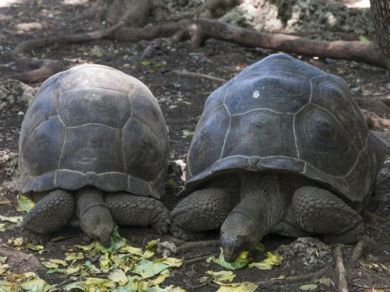   Tartarughe di Aldabra giganti in vendita