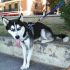 Cerco Siberian Husky femmina per accoppiamento