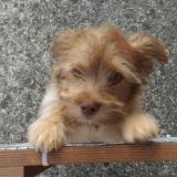 I miei cuccioli