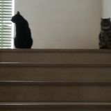 I miei amici quattro zampe