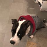 La mia mabelle