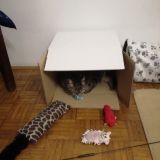 I miei amori giocano in salotto