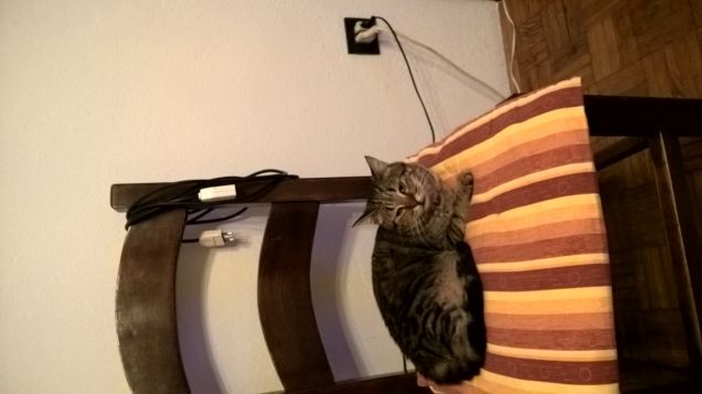 camilla guarda la tv 